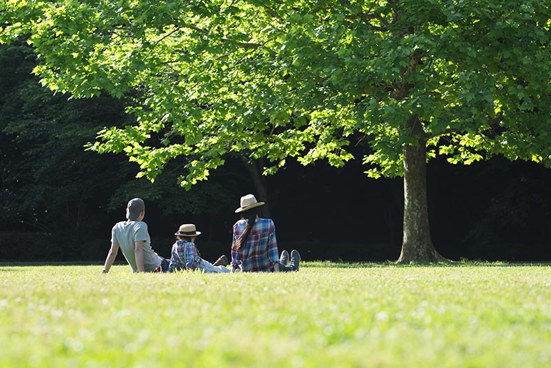 Why Feed (Fertilize) Your Trees?